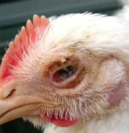 chicken_with_eyeirriation