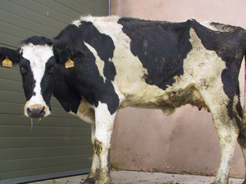 sick-cow