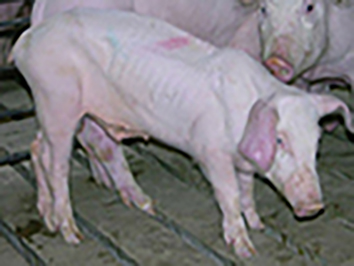 sick_pig